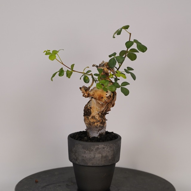 F19 コミフォラ・カタフ ピュア  発根済み 現地球 ソマリア産