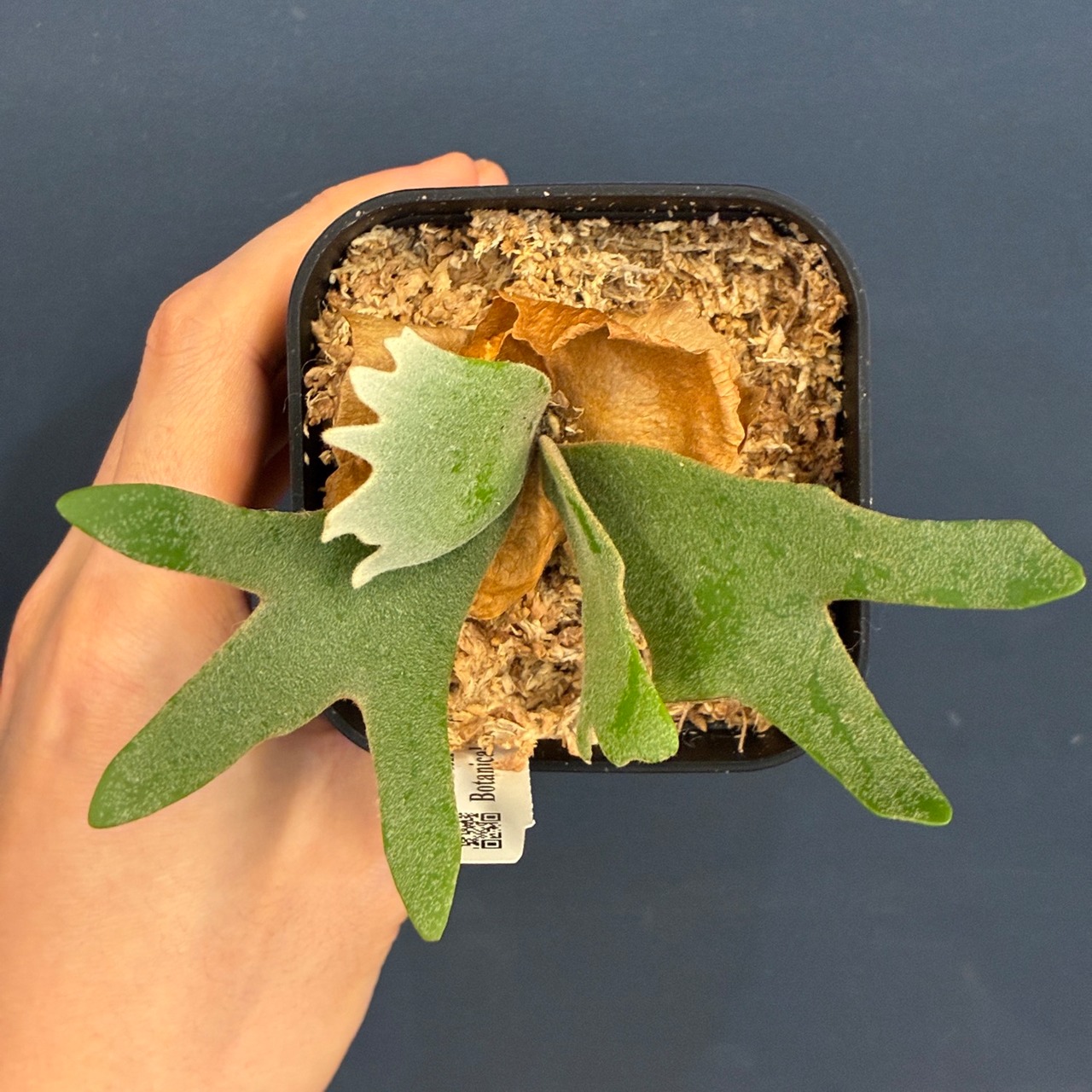 【UJ】ビカクシダ　P. willinckii 'Golden Boy' Spore【326】