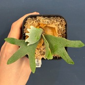 【UJ】ビカクシダ　P. willinckii 'Golden Boy' Spore【326】