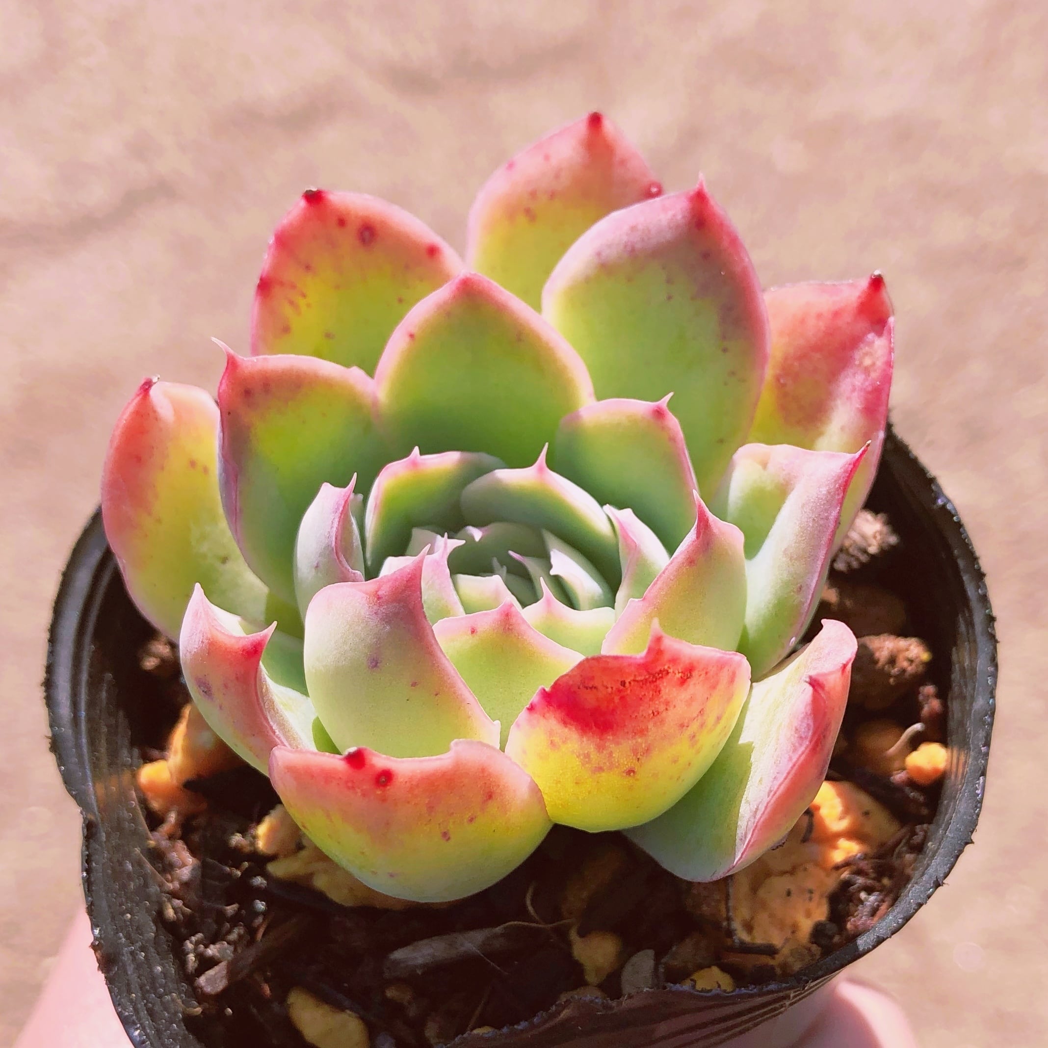 多肉植物　ラブドルフィン