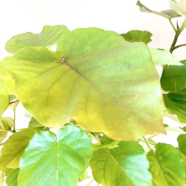 【Premium Plants】フィカス ウンベラータ 10号鉢 190cm ｜ 主役級ツリー calm cafe