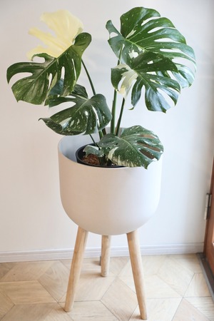 【渋谷区周辺エリア/配送料無料】【L】モンステラ タイコンステレーション/Monstera deliciosa ※ポットカバー別売り