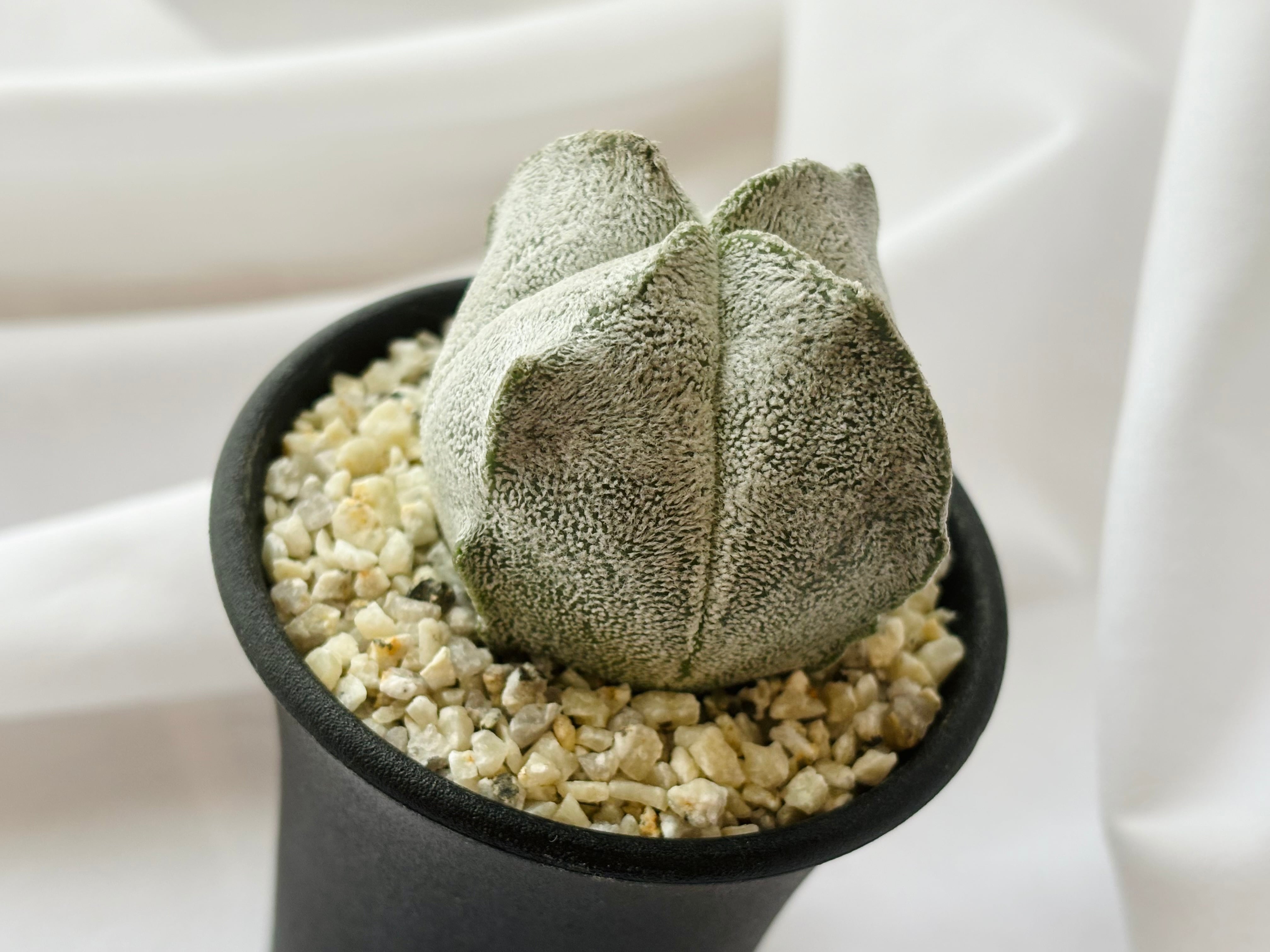 Astrophytum coahuilense アストロフィツム 四角白ラン サボテン