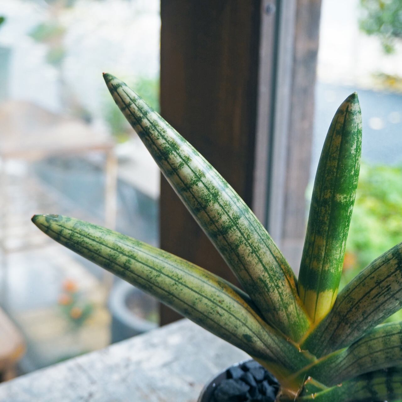 メーカー再生品】 植物 サンスベリア 珍しい株 ボンセレンシス 斑入り