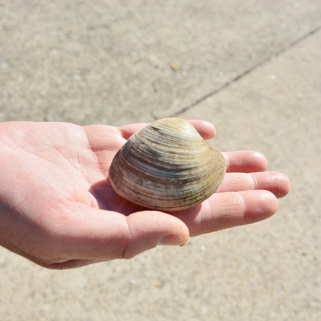 2026年2月3日（火）発送【厳選】国産ホンビノス貝 2kg