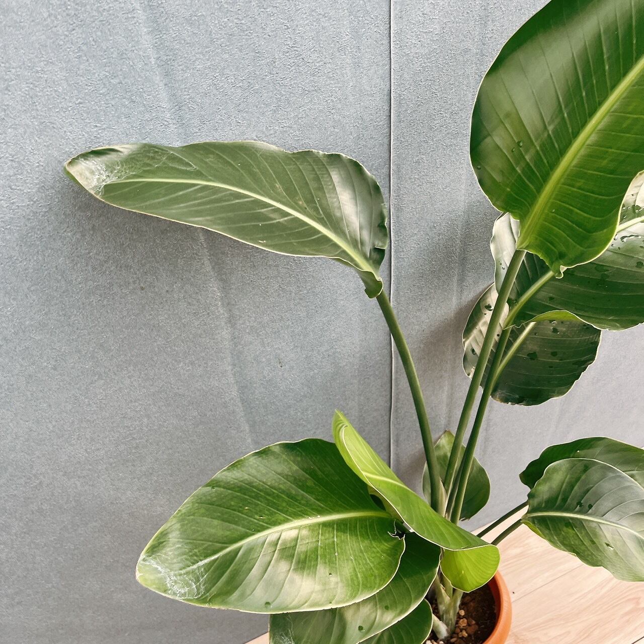 現品］49番 ストレリチアニコライ オーガスタ 7号 観葉植物 大型 室内