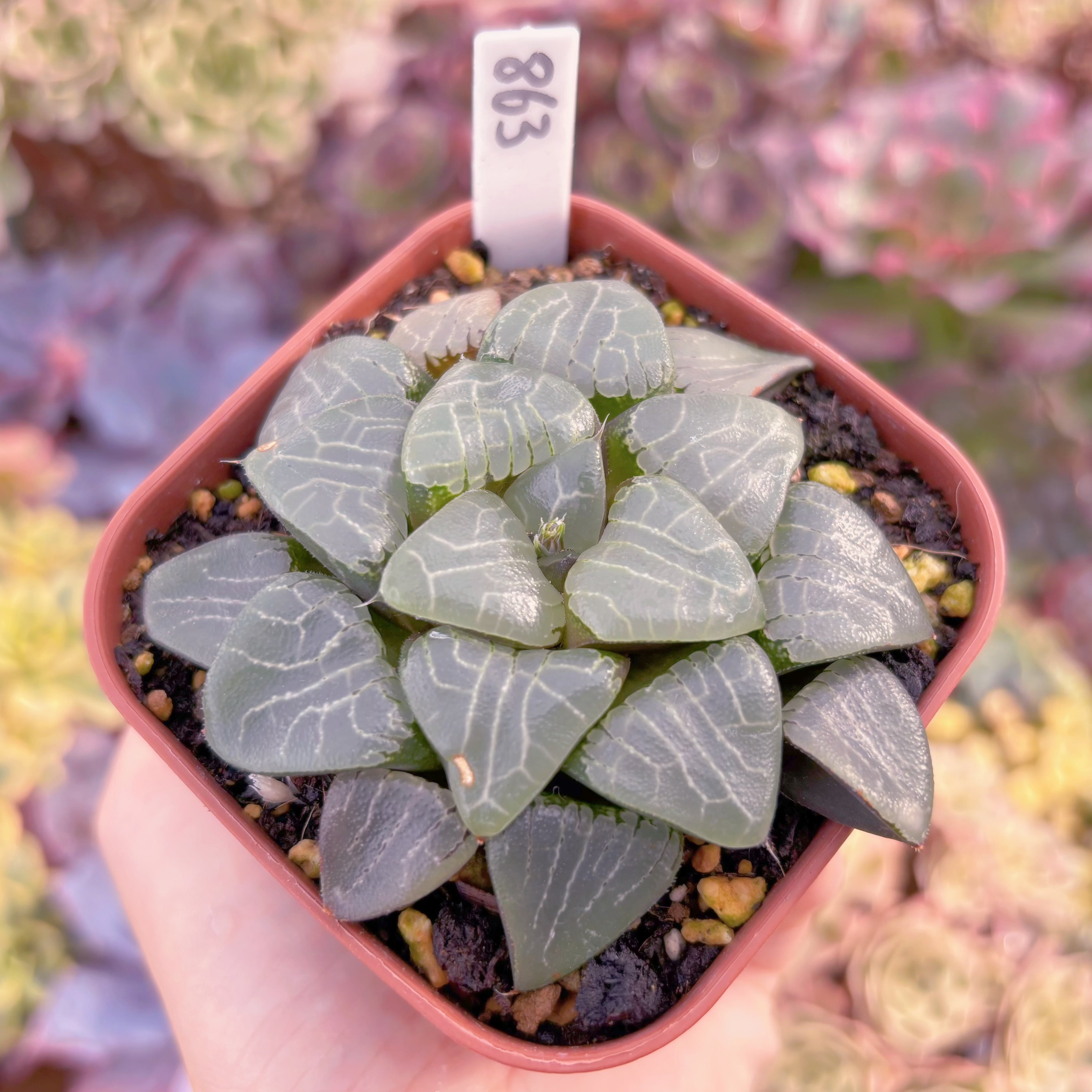 現品 ハオルチア月影寿#863 古株 るる農園 | るる農園~多肉植物専門