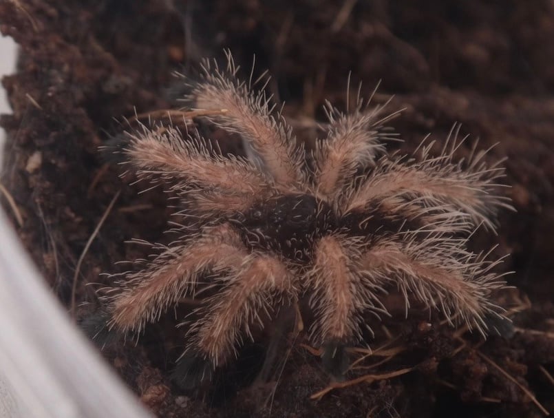 貝標本　Euhadra grata emurai sp赤茶色特殊個体レア個体 マルディグラピンクトゥ/Avicularia sp. Pucallpa 1匹 幼体
