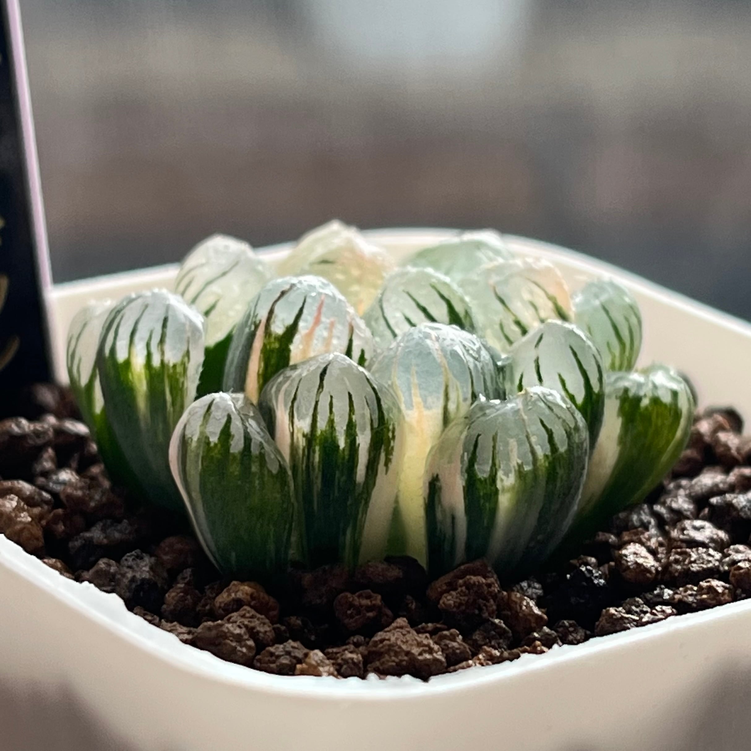 ハオルチア ドドソン紫オブツーサ錦 ハオルチア ドドソン紫オブツーサ錦 | mocono_plants