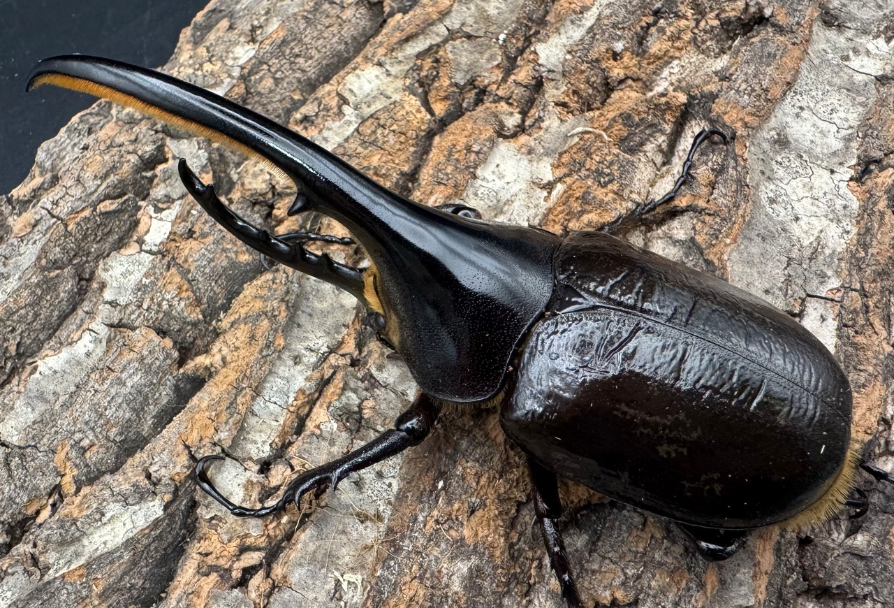 《ヘラクレス・ヘラクレス 125mm ペア》