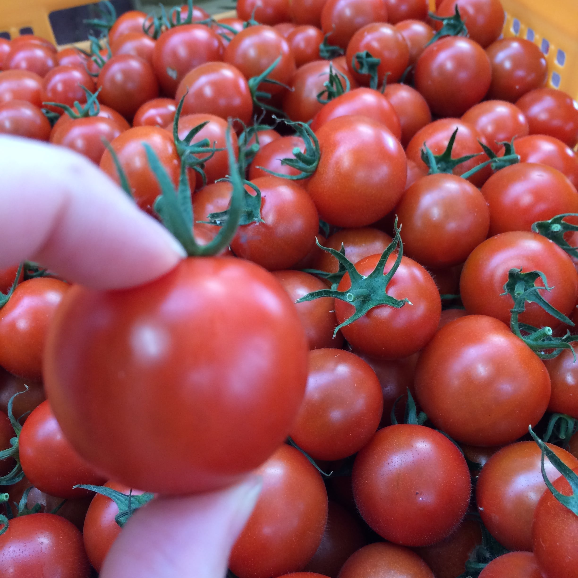 フルーツトマト　３キロ　マルヨシ園芸