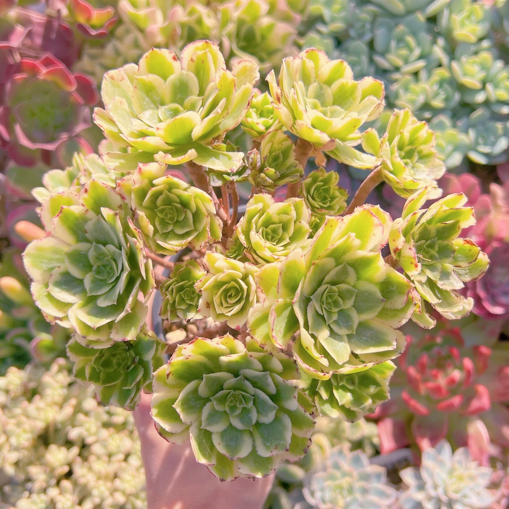 現品　富士錦#602　大群生　るる農園