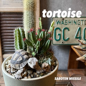 Tortoise リクガメ