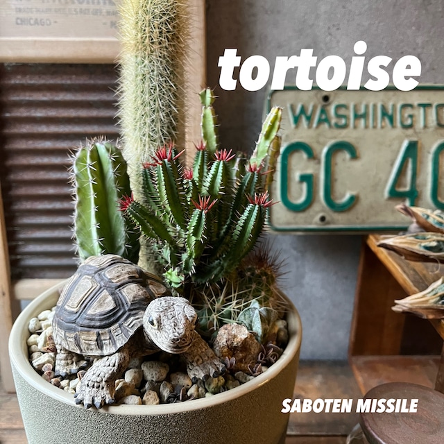 Tortoise リクガメ