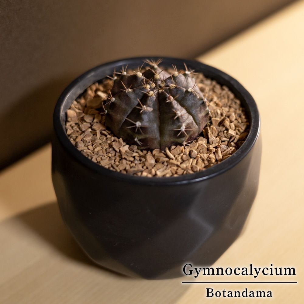 牡丹玉 ギムノカリキウム サボテン Gymnocalycium 3号鉢 | SABOTEN