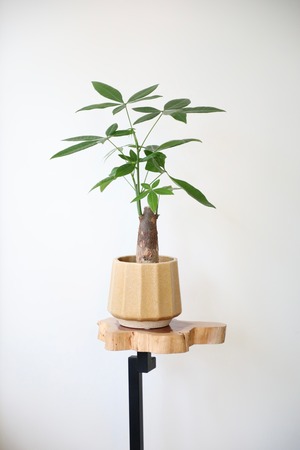 パキラ/Pachira ※陶器鉢付き