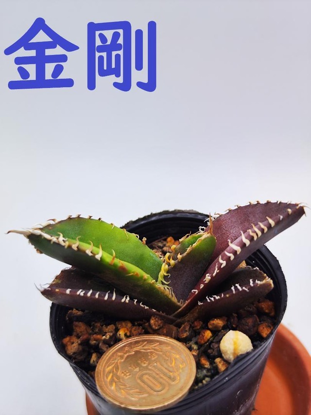 メリクロン苗］多肉植物 アガベ チタノタ 豆豆龍 小株 7株同梱 発根済