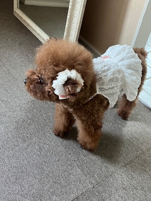 予約【pecoramou select】エンジェルウィングスカート