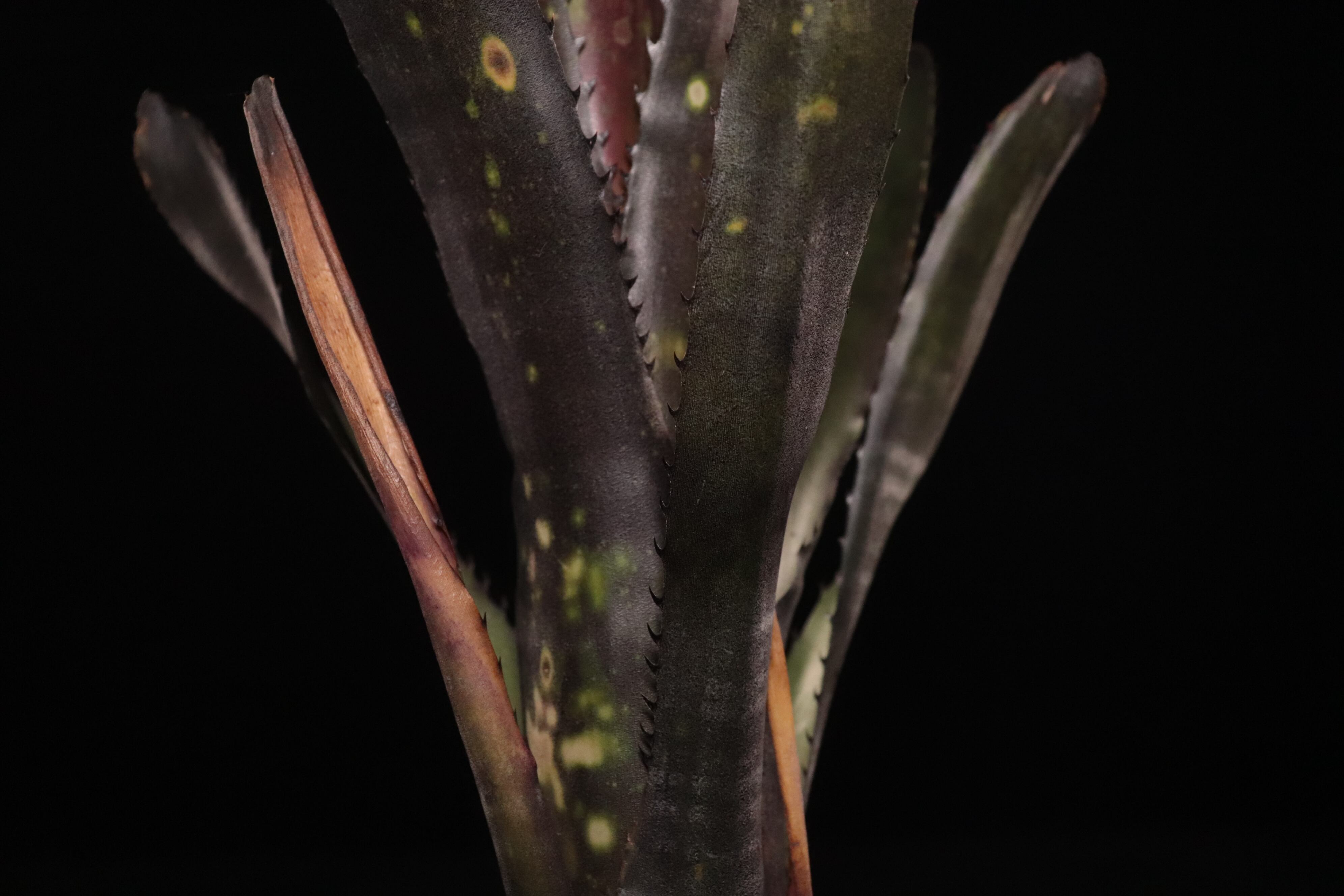 reserved】Billbergia 'Dark Prince'〔ビルベルギア〕現品発送B0276
