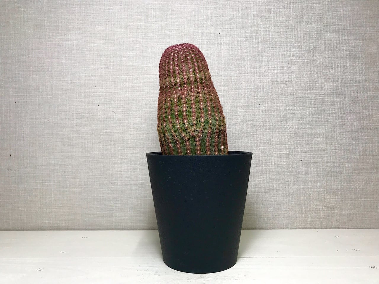 エキノケレウス 紫太陽