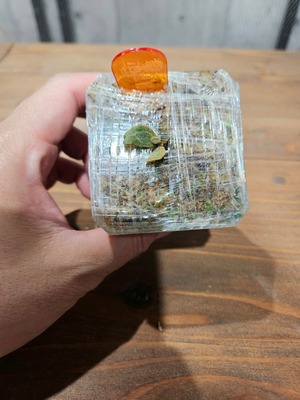 P.willinckii Fish Bone 【artPLANTs/PLANTS GARAGE】 ビカクシダ/Platycerium