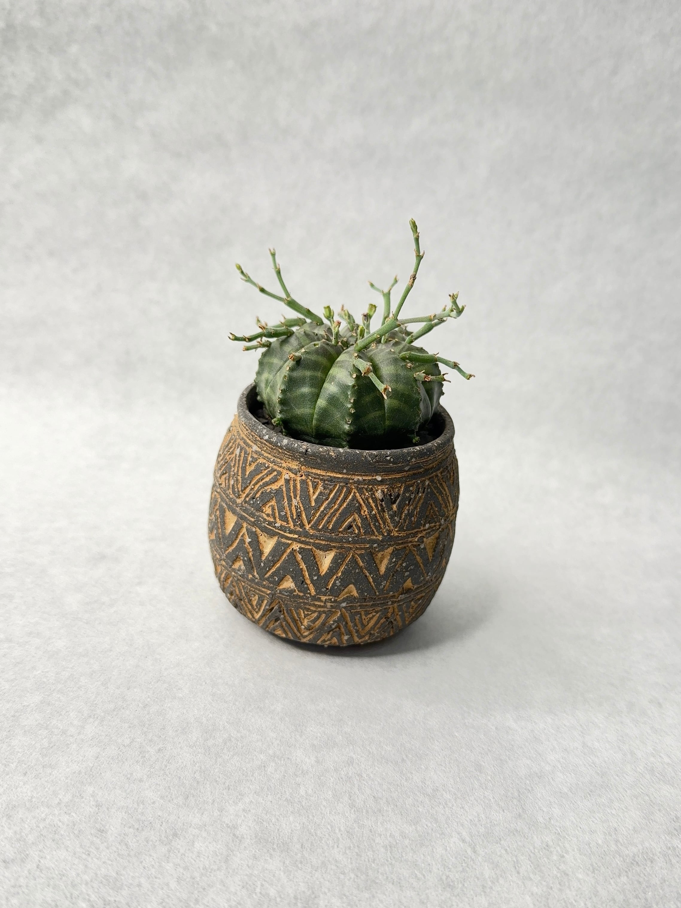 ユーフォルビア・バリダ