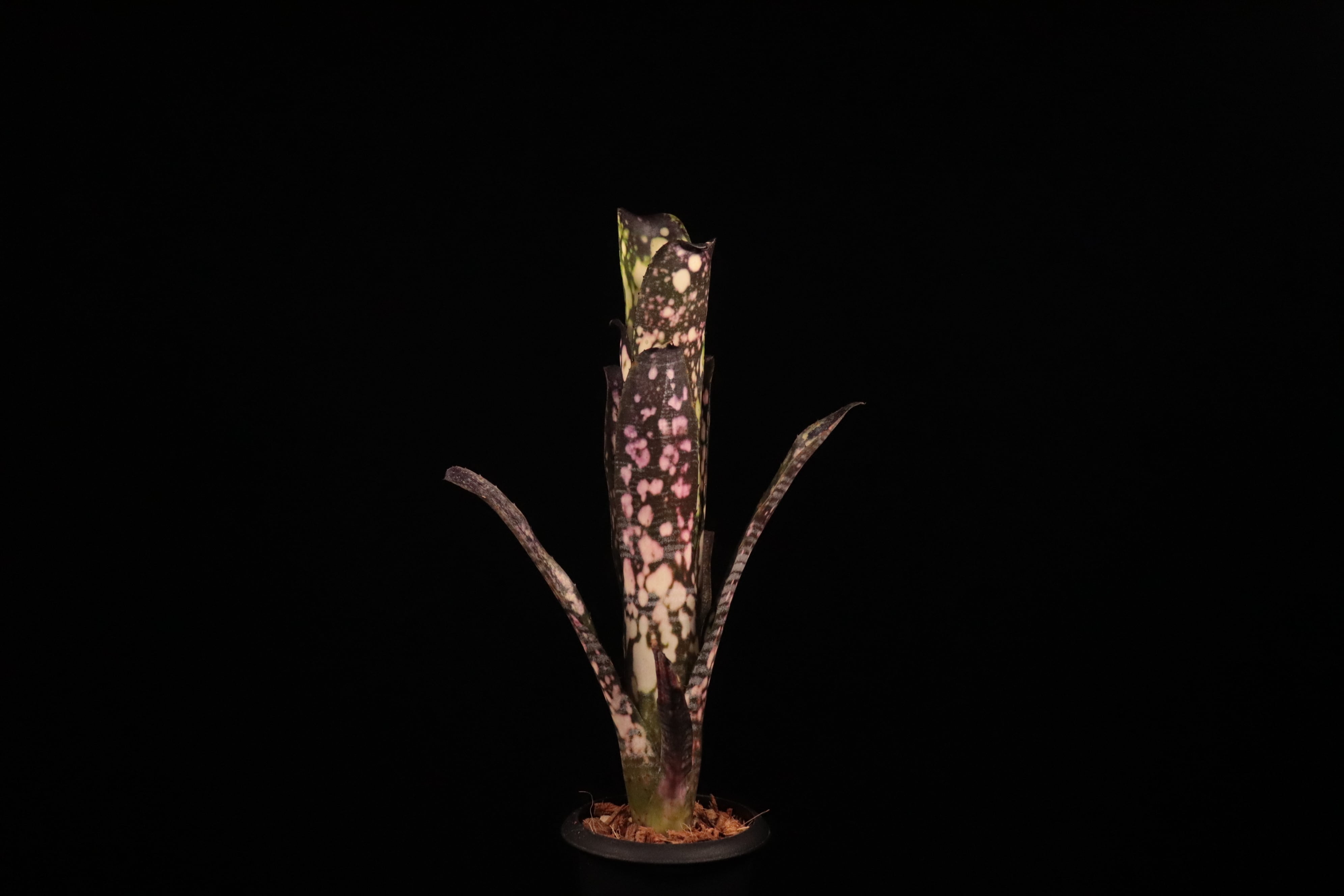 送料無料】Billbergia 'Talbot fruit cake'〔ビルベルギア〕現品発送