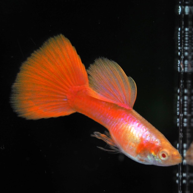 【現物】RREAプラチナレッドテールスワロー　1カルテット