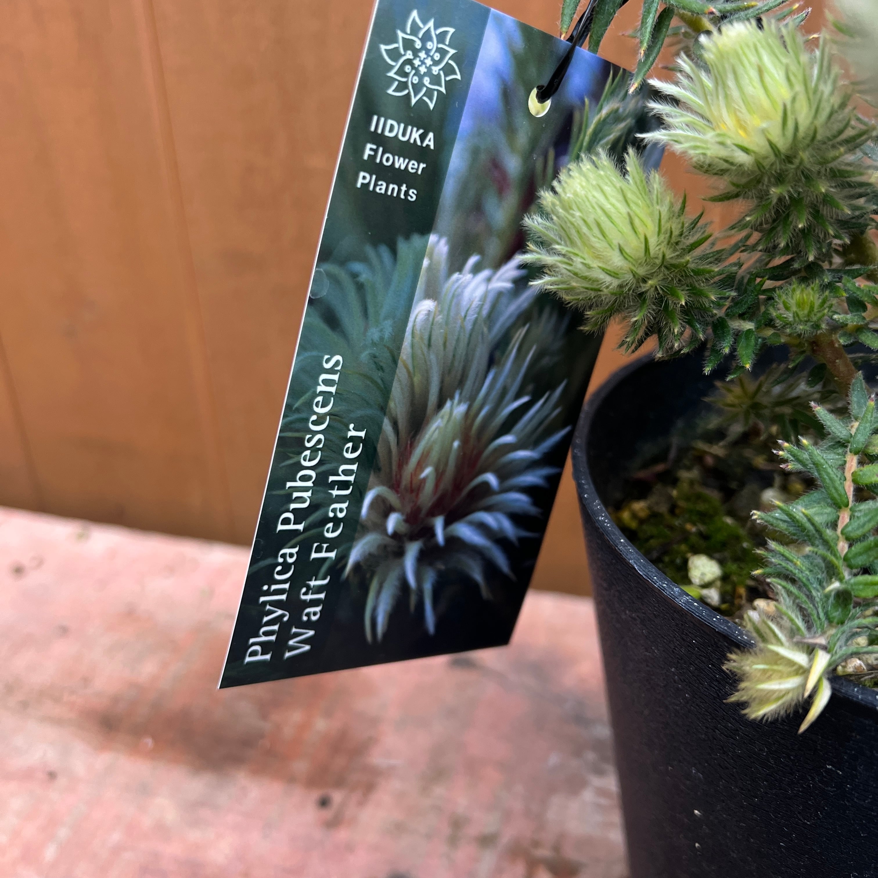 フィリカ プベッセンス ワフトフェザー⑤ | 沼ノ上農園