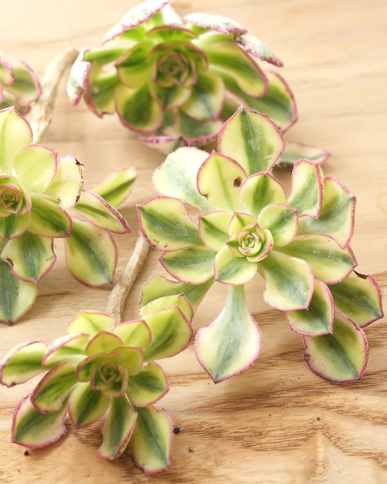 カット苗 アエオニウム 太陽神 サンゴッド ミニ株 Aeonium 'Sun God'