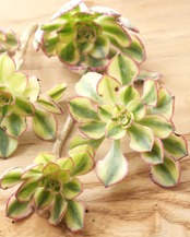 カット苗 アエオニウム 太陽神 サンゴッド ミニ株 Aeonium 'Sun God'