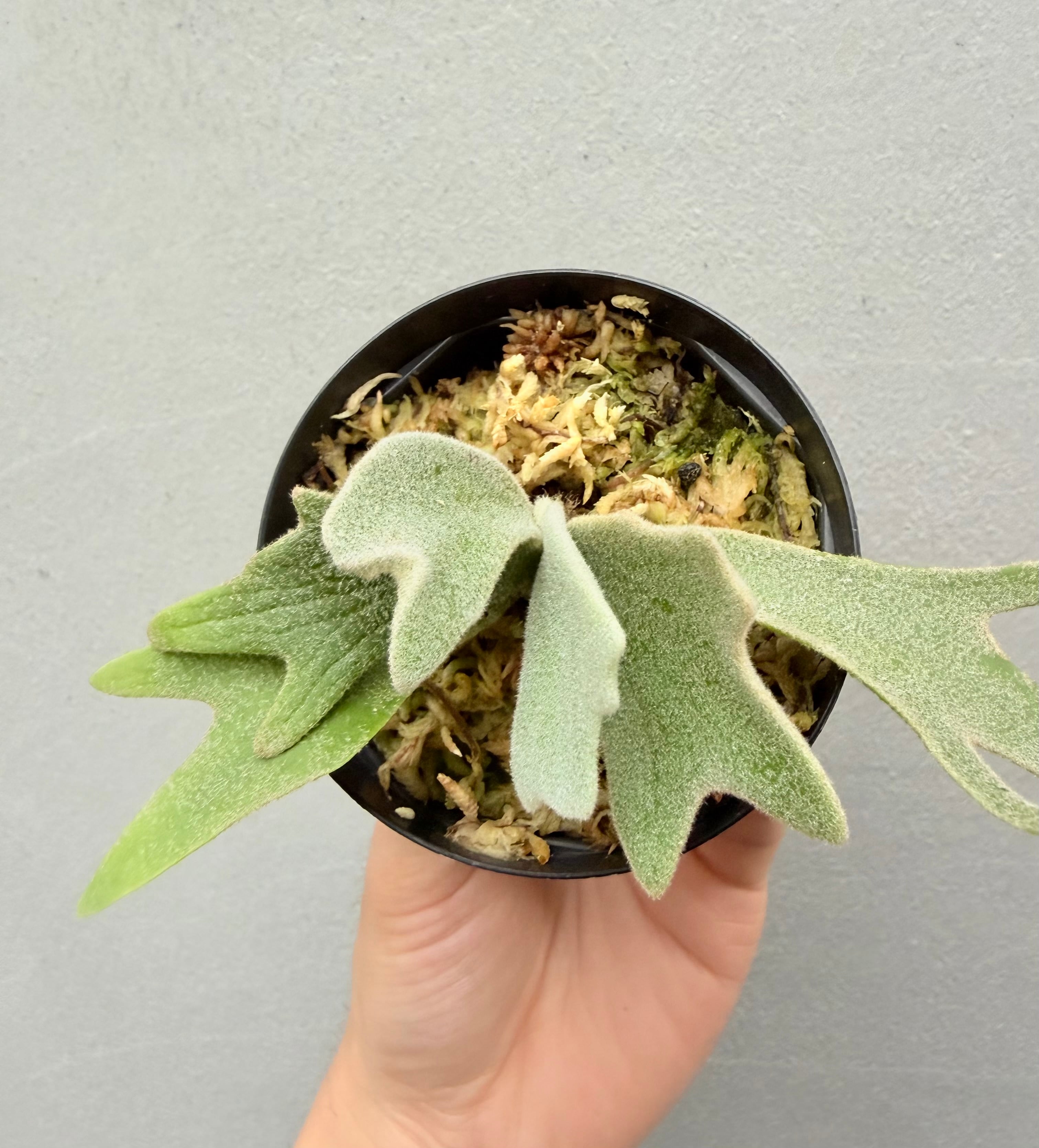 c) P. willinckii '金童' spore grown ① (Golden Boy) ビカクシダ