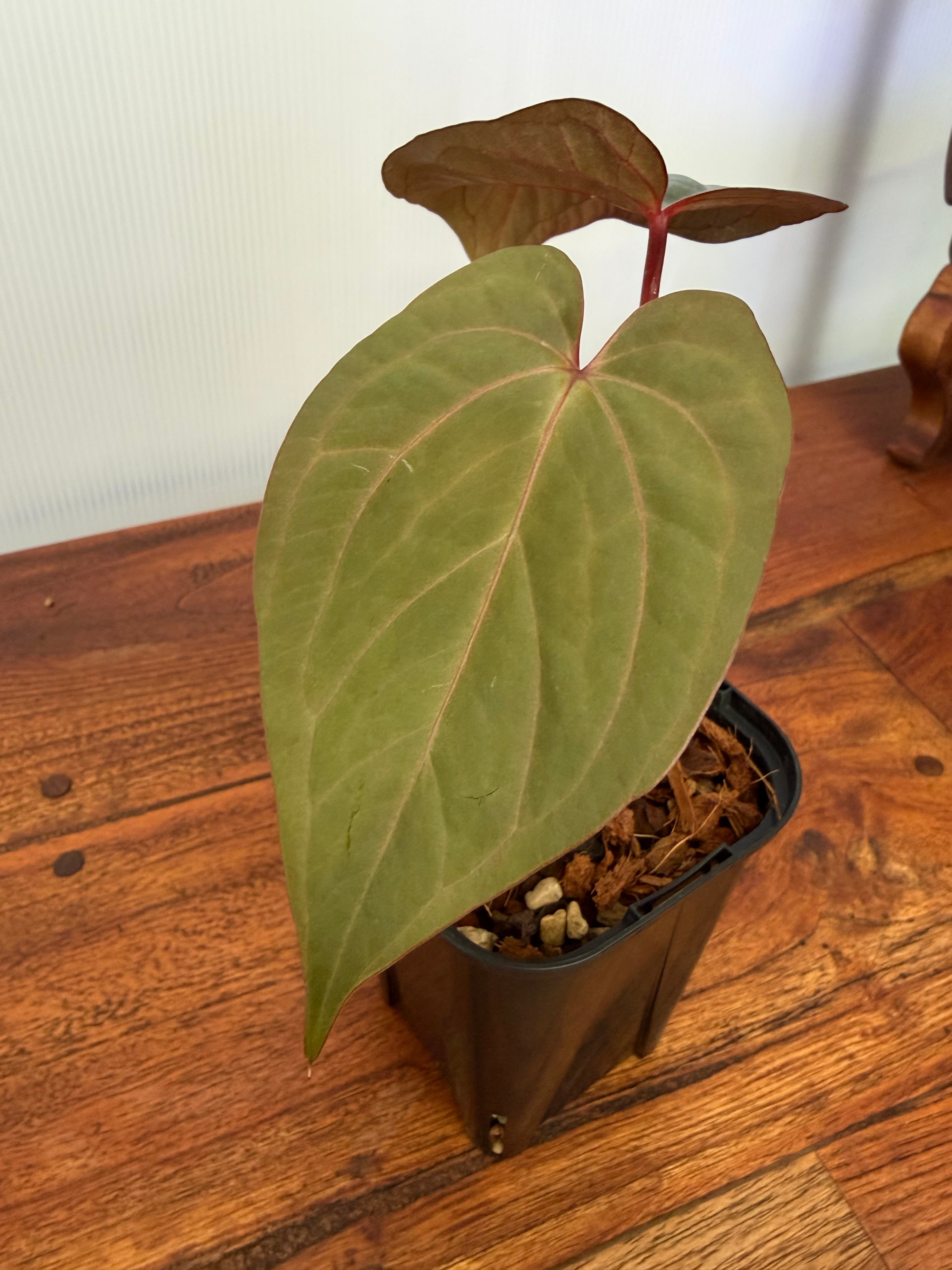 Anthurium | BALI-AN 園芸