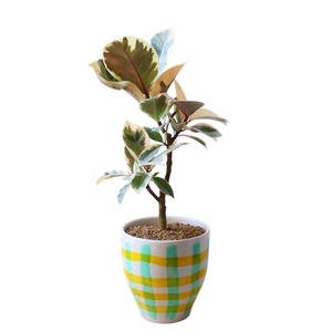 フィカス ティネケ（50cm）