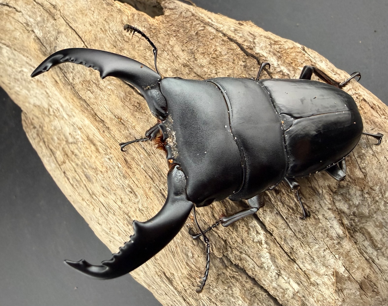 【WD】《スマトラオオヒラタ ベンクール産 88mm ペア》