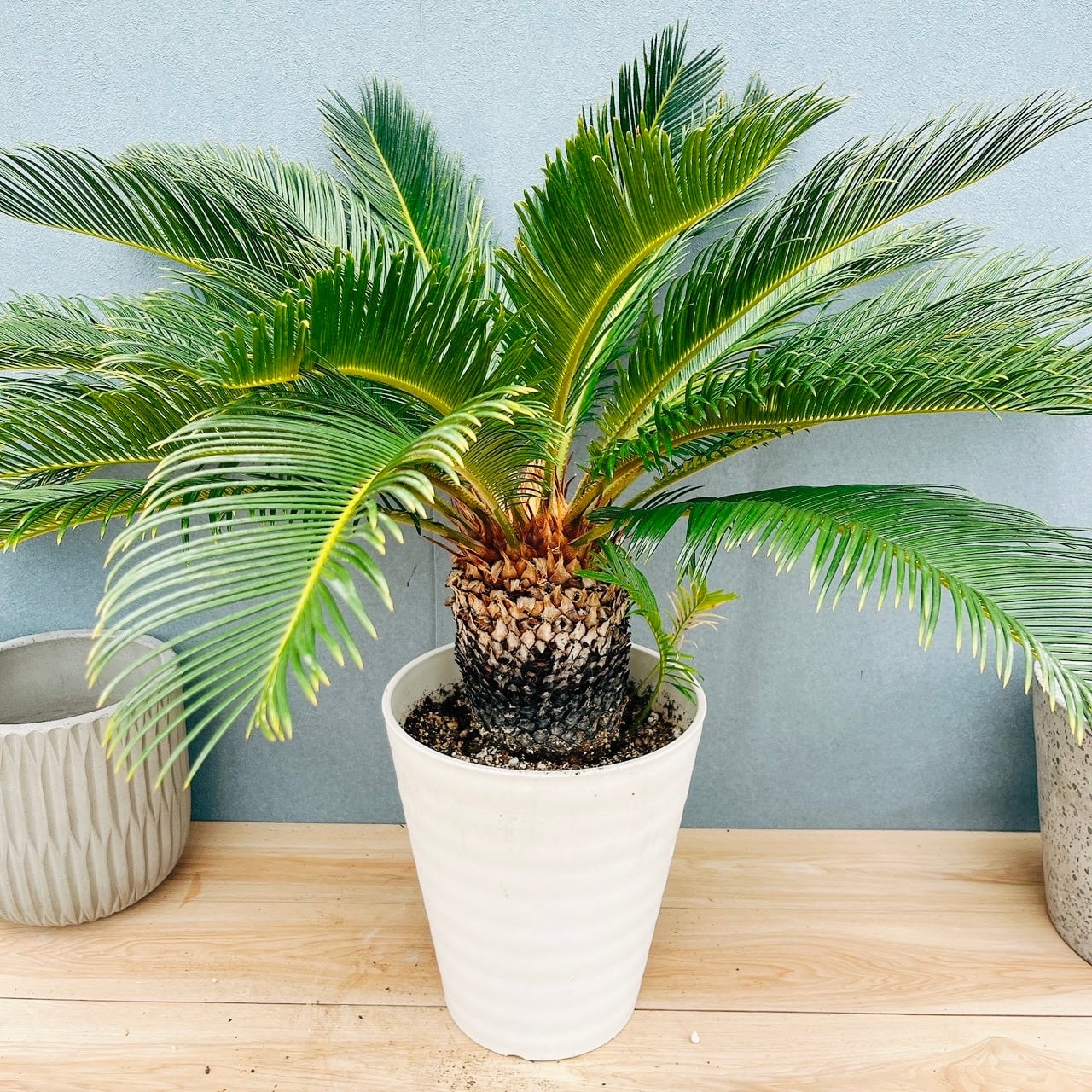 ［現品］【希少】A ソテツ　斑入り　10号　観葉植物　レア　おしゃれ　珍しい 現品］【希少】A ソテツ 斑入り 10号 観葉植物 レア プラコッタ鉢
