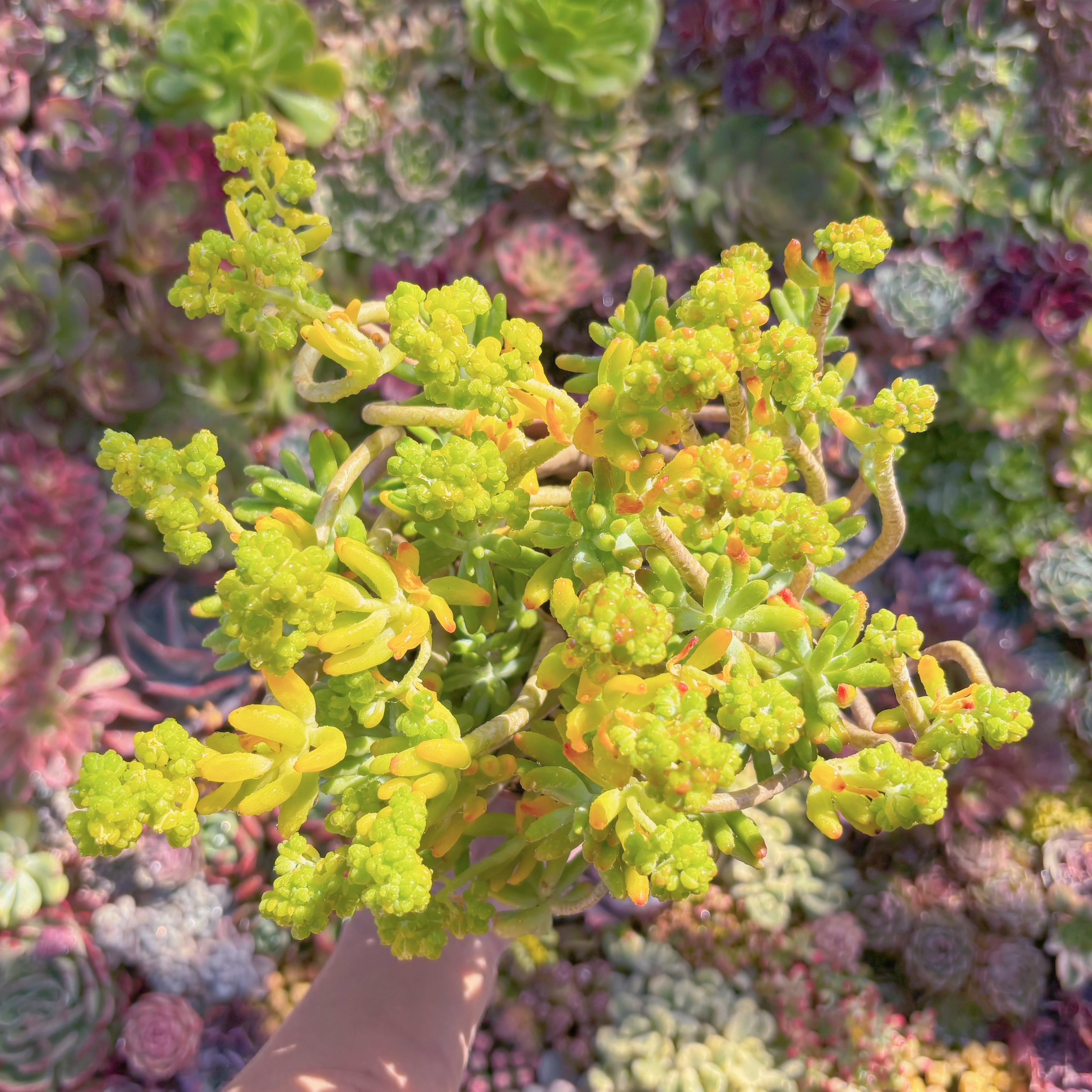 多肉植物　千代田　新入荷　るる農園