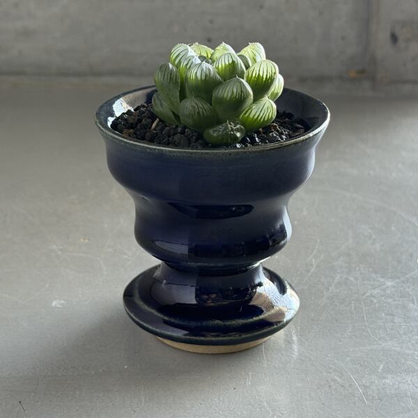 ハオルチアオブツーサ Haworthia obtusa | RY-ST