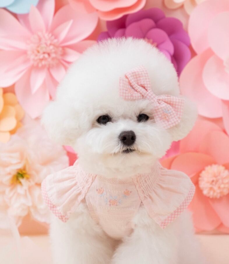 Bon Bon ribbon blouse アプリコット