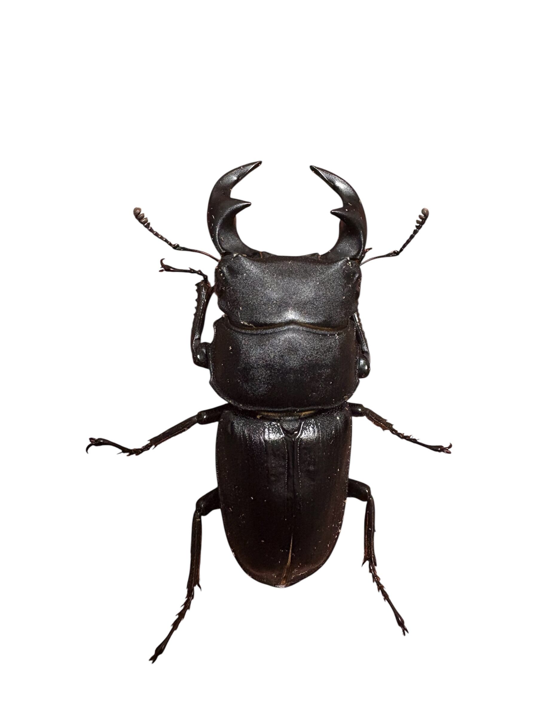 オオクワガタ 奈良輪川西 公式通販 特選ペア ♂84 ♀57 ♂66.7mm成虫 