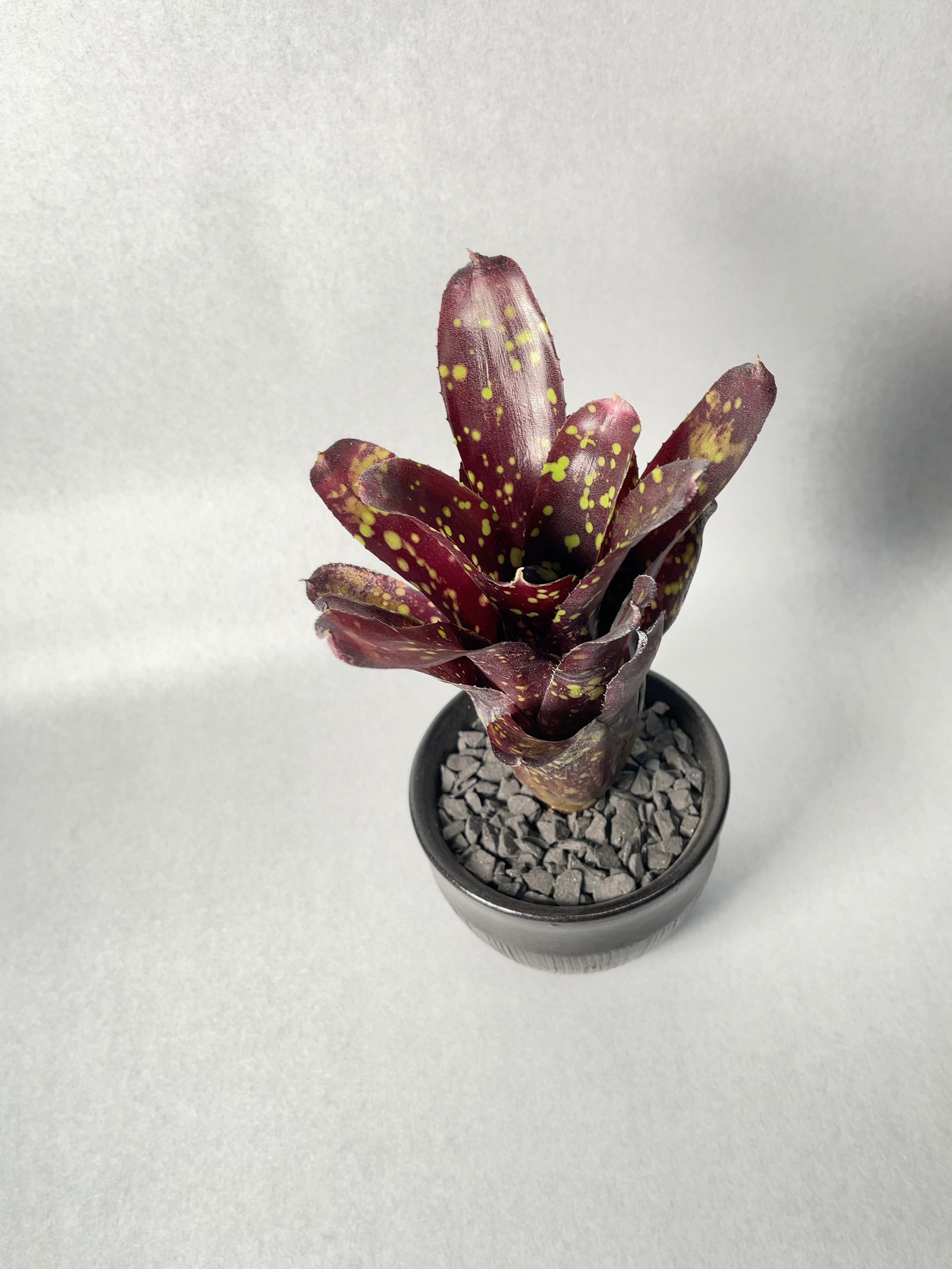 KN ネオレゲリア ハイブリッド 'ドミノ'（NEOREGELIA