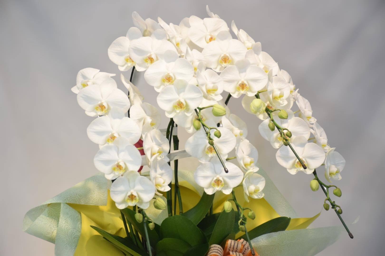 ホワイトロビンソン 5本立 | 有花園 ONLINE SHOP