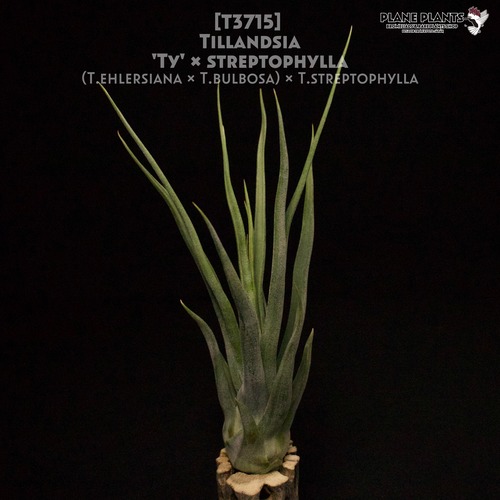 【reserved】'Ty' x streptophylla〔エアプランツ〕現品発送T3715