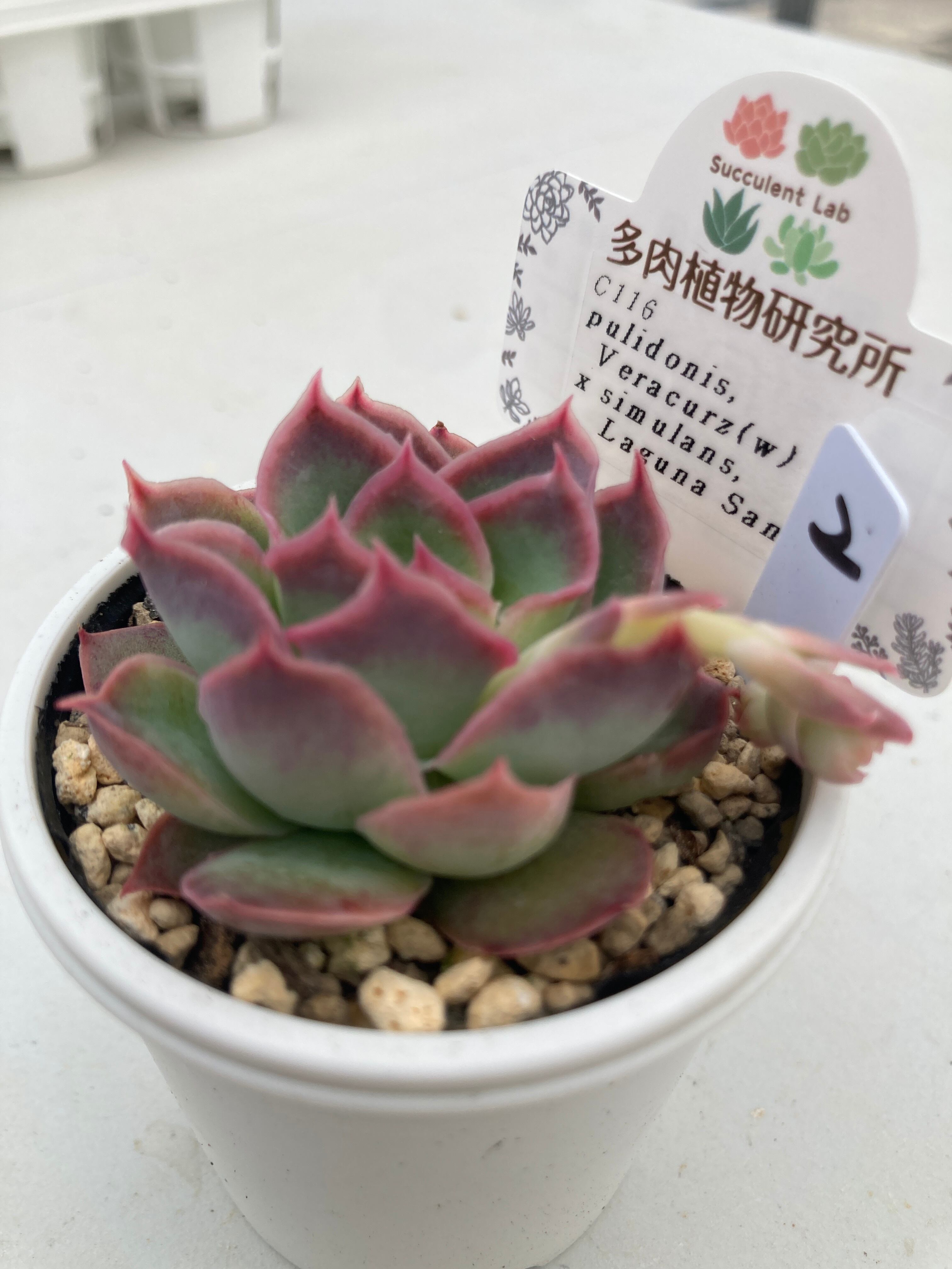 現物商品】pulidonis,Veracruz(w) x simulans,Laguna Sanchez ②