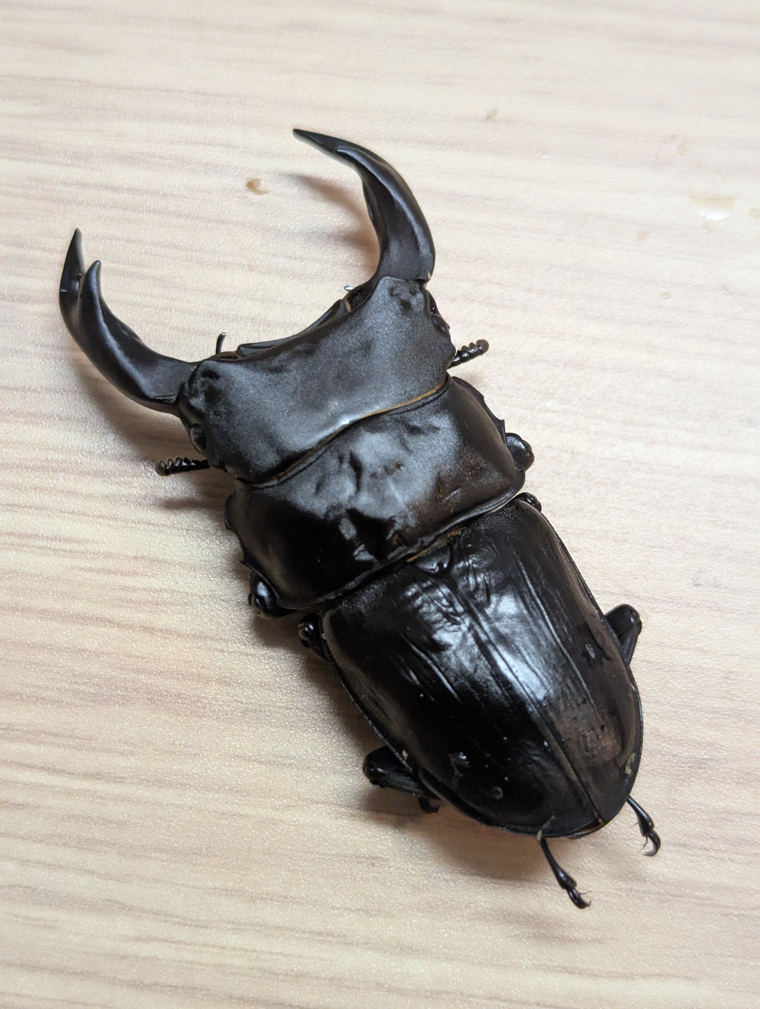 ♂89.3㎜同腹】オオクワガタ 能勢YG血統 ♂84.0㎜ ♀54.4㎜新