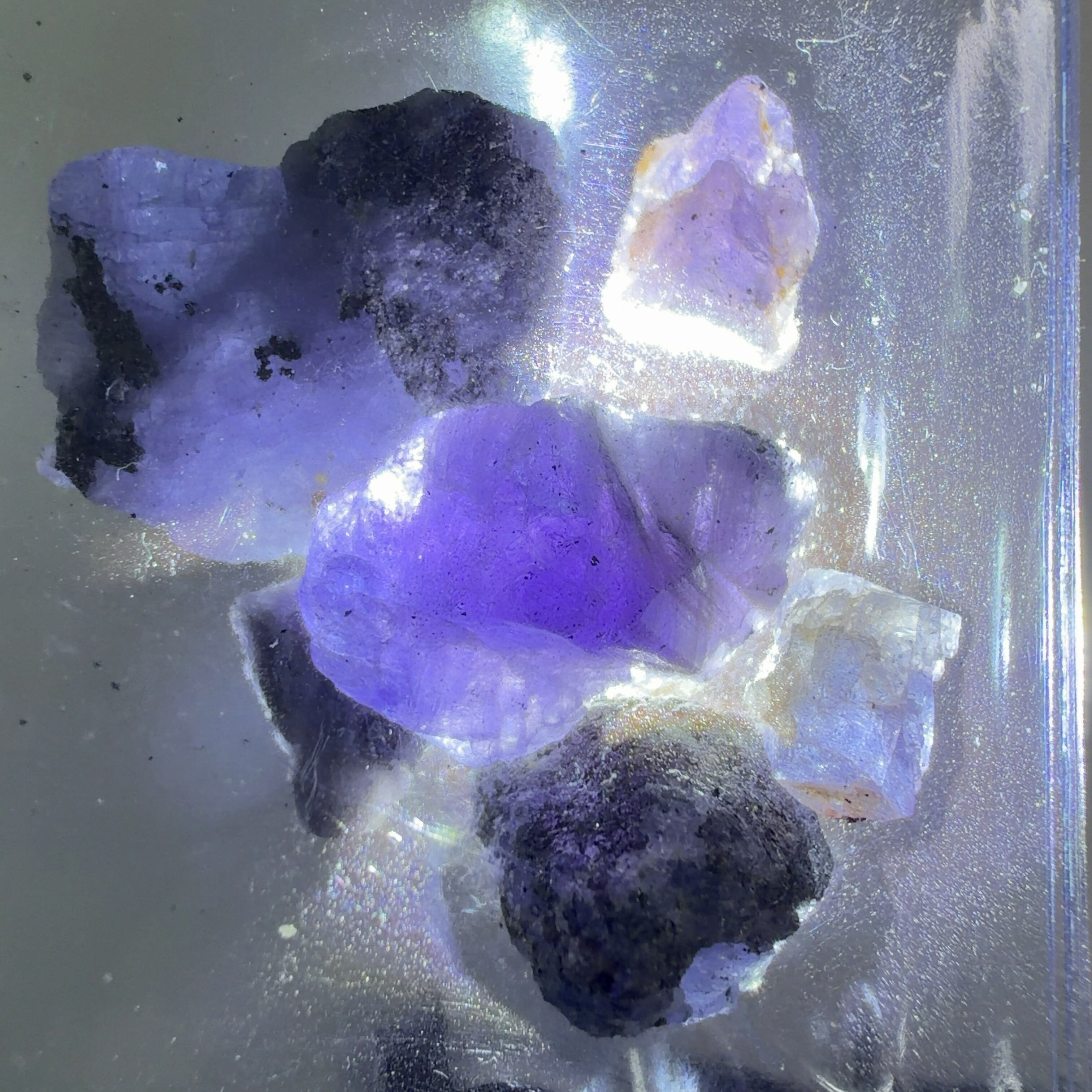 18201】Aランク ベラクルスアメシスト ベラクルス アメシスト