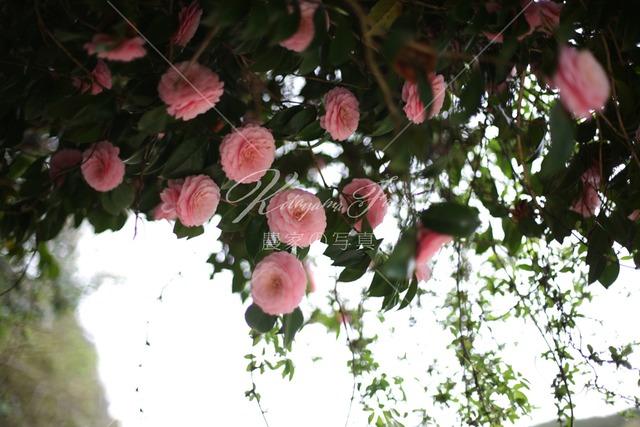 277 椿の花