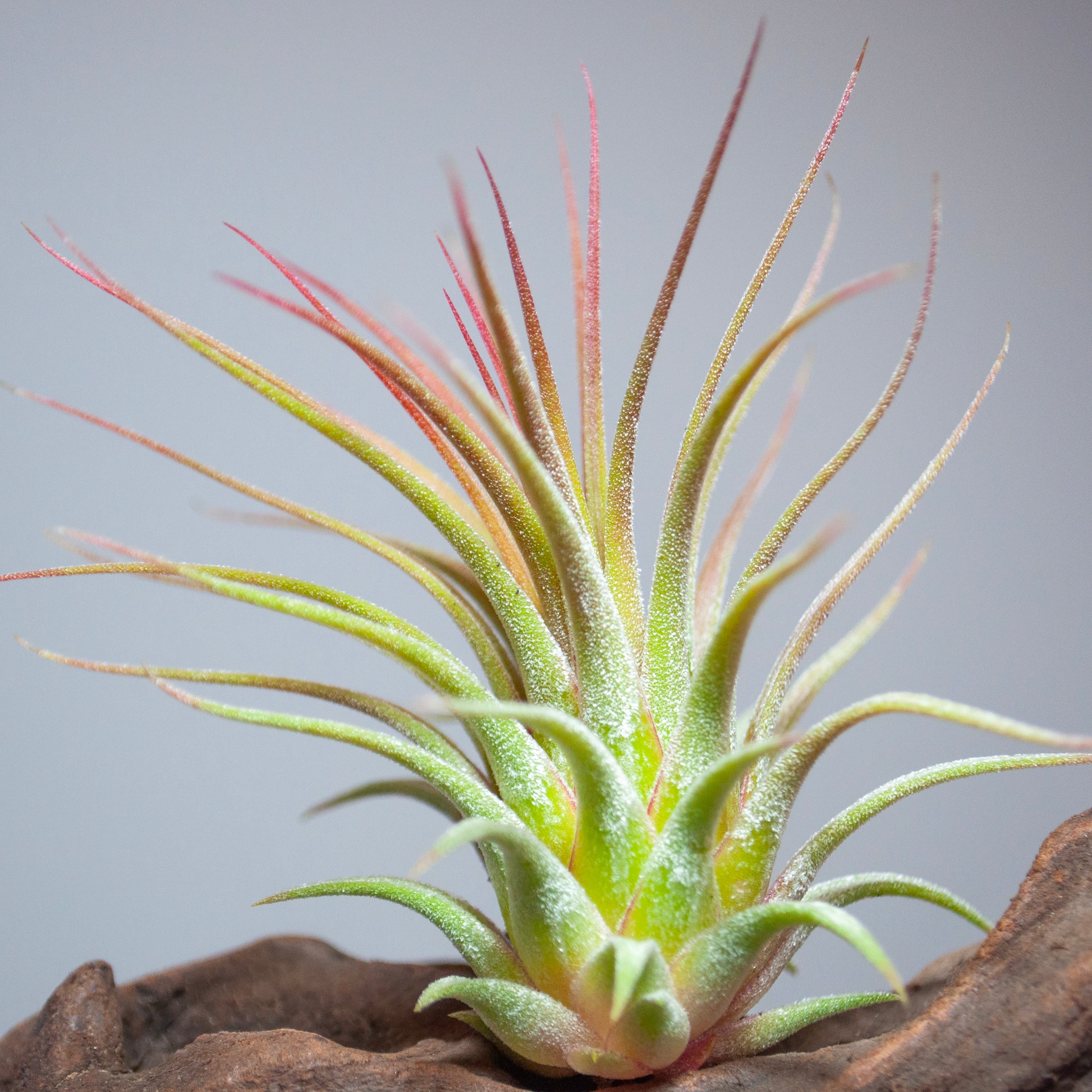 エーレルシアナ(L) | カエルが暮らす森