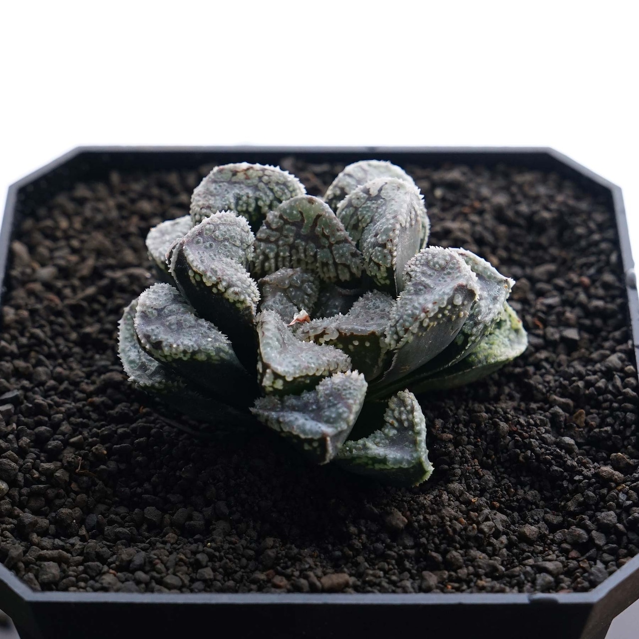 カット苗 ハオルチア モルドール Haworthia 'Mordor'