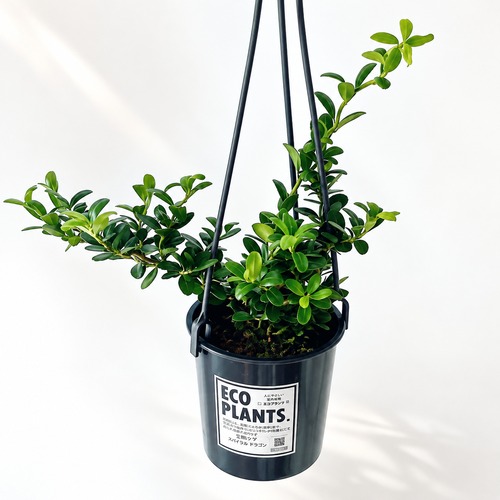 スパイラルドラゴン 観葉植物 calm cafe